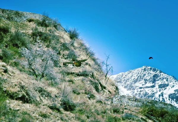 El Lammergeyer en el Himalaya — Foto de Stock