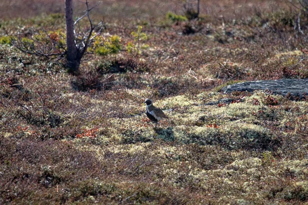 Mountain tundra in Lapland — Stock Photo, Image