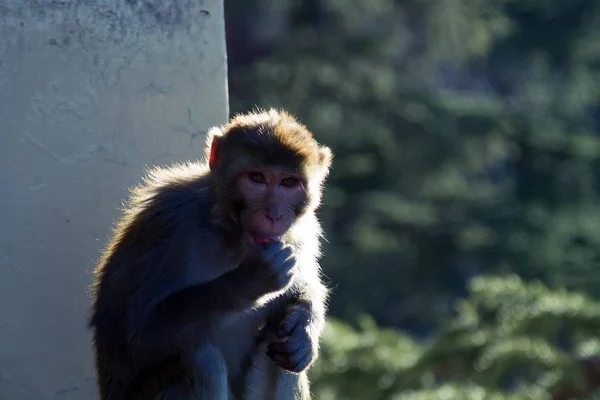 Des singes rhésus en ville. Inde — Photo