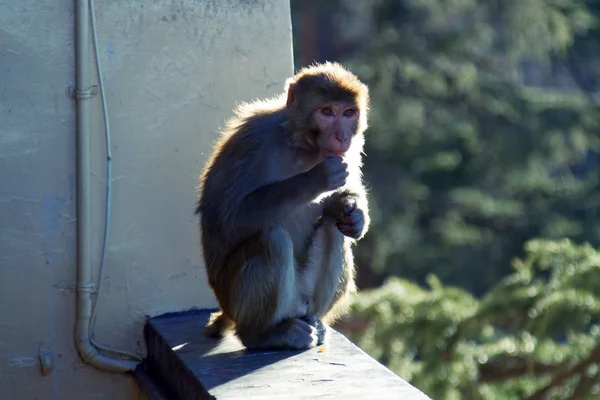 Des singes rhésus en ville. Inde — Photo