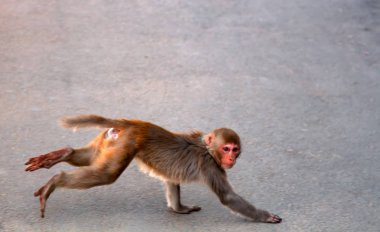 Kasabadaki Rhesus maymunları. Hindistan