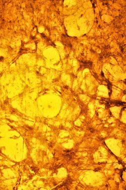 Örümcekler ve ağların korkunç dünya.