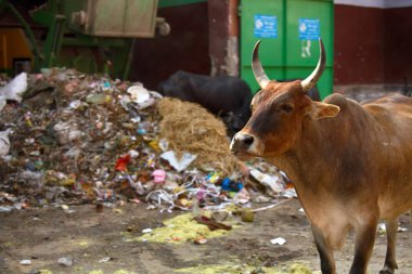 Şehirde farklı renklerde Zebu sığırları