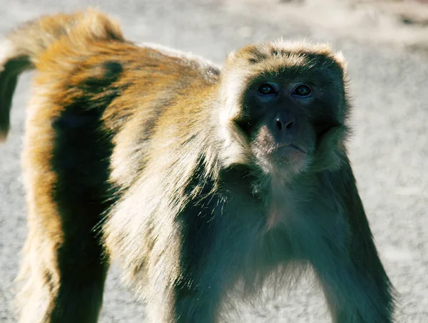 Agresivní mužská opice prosí o jídlo — Stock fotografie