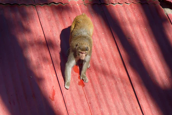 Macaque on a slippery roof — Stock Photo, Image