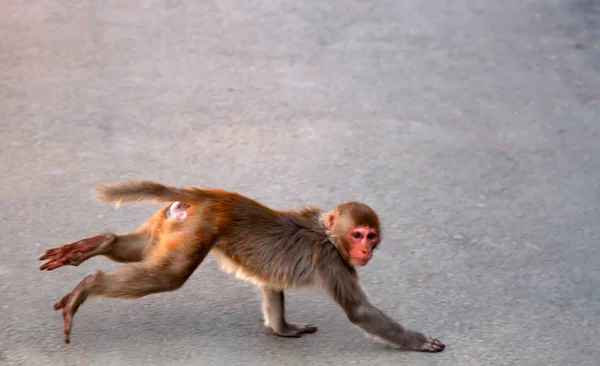 Rhesus apen in de stad. India — Stockfoto