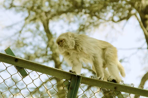 Les singes grimpent à travers les clôtures métalliques et la ville — Photo