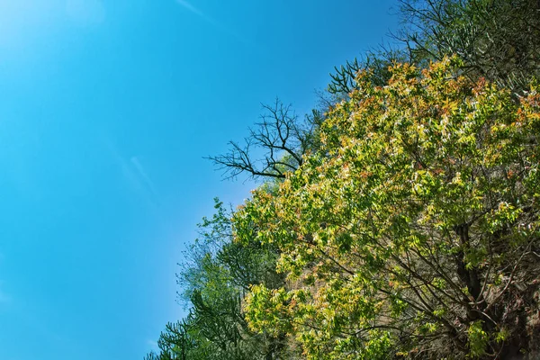 Весняний гірський ландшафт Зовнішніх Гімалаїв — стокове фото