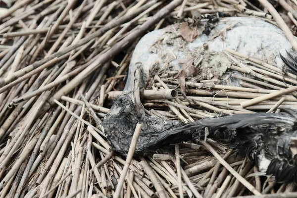 검은 새의 시체 — 스톡 사진