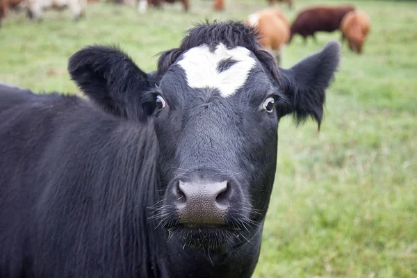 河岸牧场上的牛 — 图库照片