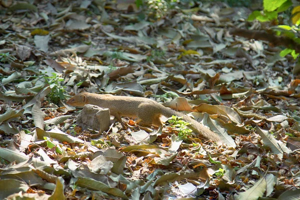 Мангуст мунго убийца ядовитых змей — стоковое фото