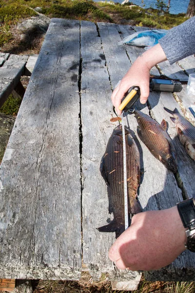 Ichthyological field studies — Stock Photo, Image