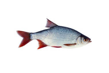 redeye (Scardinius eritrophthalmus) izole