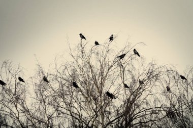 Kapüşonlu kargalar bir gecede şehir parkında toplandı