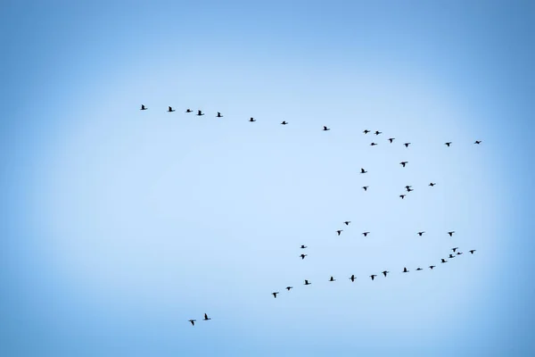 Rebanho de corvos-marinhos no céu — Fotografia de Stock