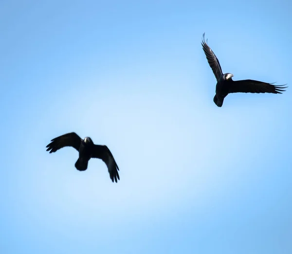 Flying rooks and jackdaws — Stock Photo, Image