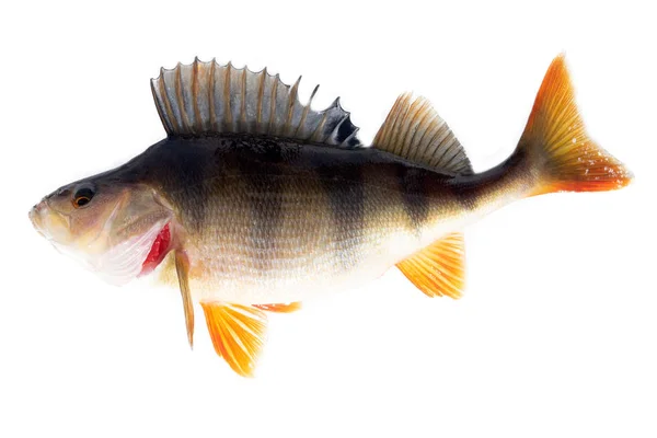 River perch isolated — Stock Photo, Image