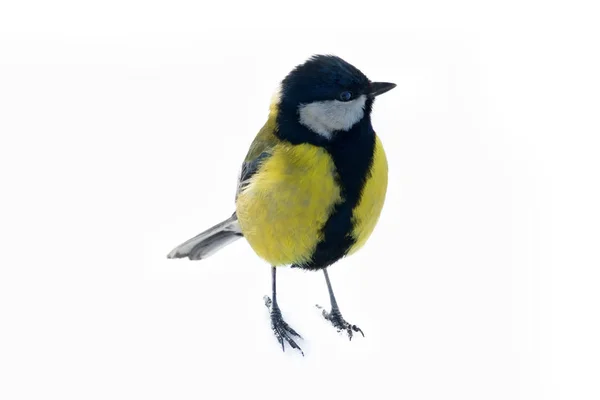Great tit isolated on snow background — Stockfoto