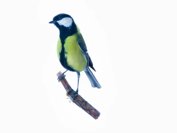 Great tit isolated on snow background — 스톡 사진