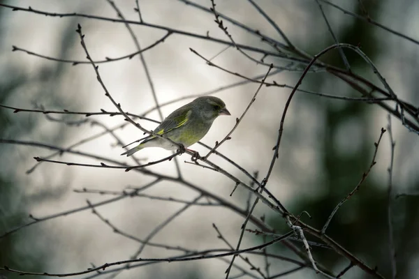 Le verger en hiver — Photo