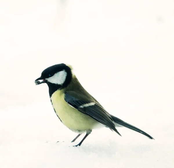 Conflict van grote tieten — Stockfoto