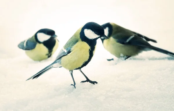 雪の背景に隔離された偉大なティット — ストック写真