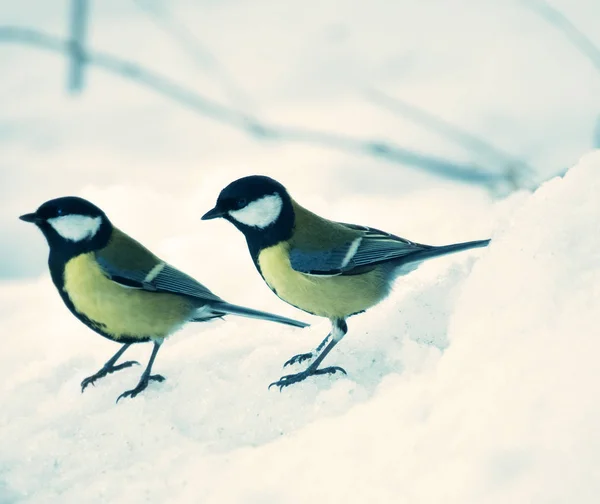 Tweeling tieten in de winter — Stockfoto