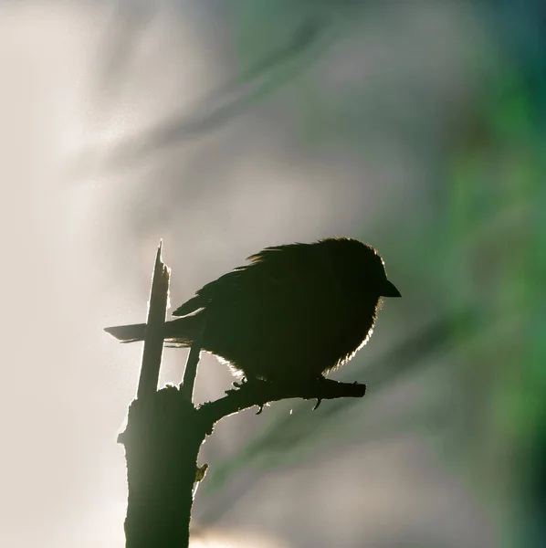 Sparrow é fotografado em frontlighting — Fotografia de Stock