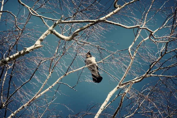 Um bando de corvos em uma bétula em um dia de primavera claro — Fotografia de Stock