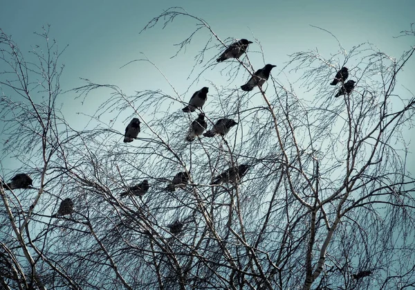 Una bandada de cuervos en un abedul en un día claro de primavera — Foto de Stock