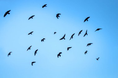 Flying rooks and jackdaws clipart