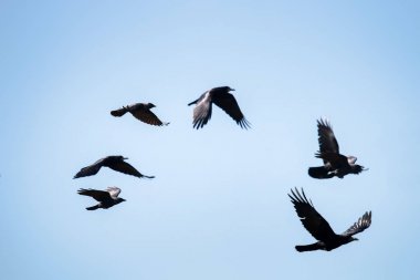 Flying rooks and jackdaws clipart