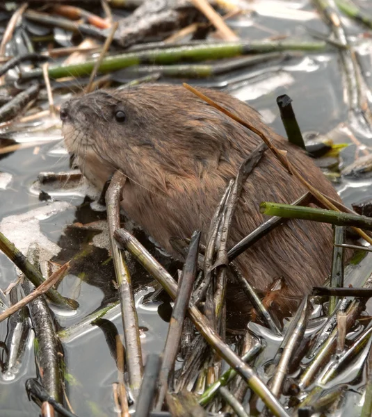 Muskrat woke up in spring and surfaced on dirty melting ice