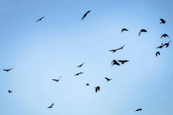 Vliegende torens en kaaimannen — Stockfoto
