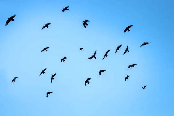 Uçan kaleler ve karga yavruları