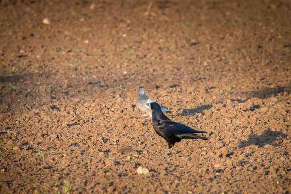 Rooks et pigeons ramassent le grain après l'ensemencement — Photo