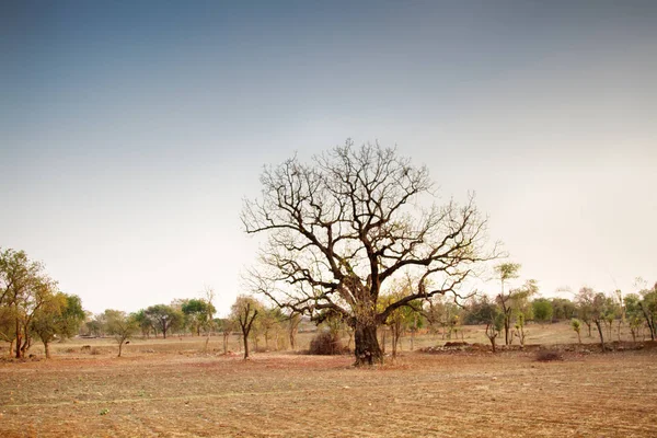 Winter in den trockenen Laubwäldern Indiens — Stockfoto