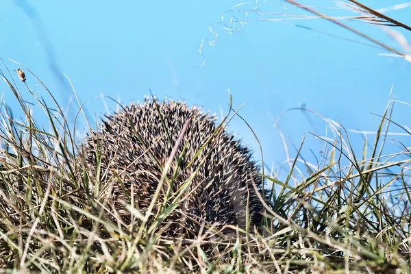 Hedgehog in the spring grass — Stock Photo, Image
