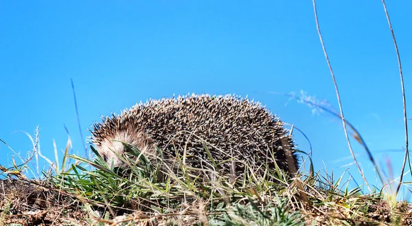 Sündisznó a tavaszi fűben — Stock Fotó