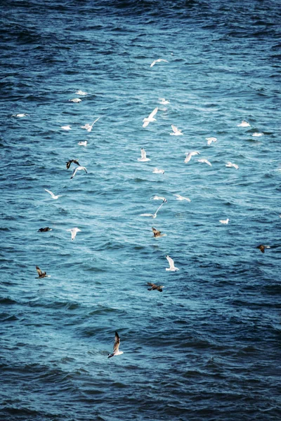 Зграя чайок літає з берега в море — стокове фото