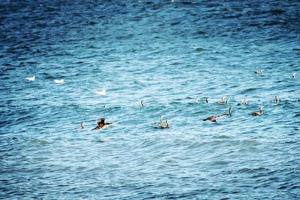 Gran Cormorán en el Mar Negro — Foto de Stock