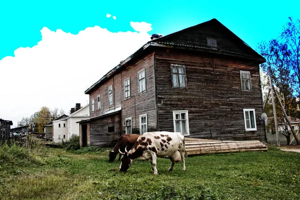 Haus und Kühe in russischer Provinzstadt — Stockfoto