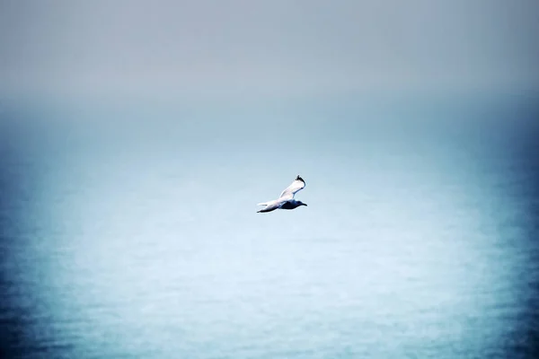 검은 바다에 있는 흰 머리 갈매기 (Larus cachinnans pontisus) — 스톡 사진