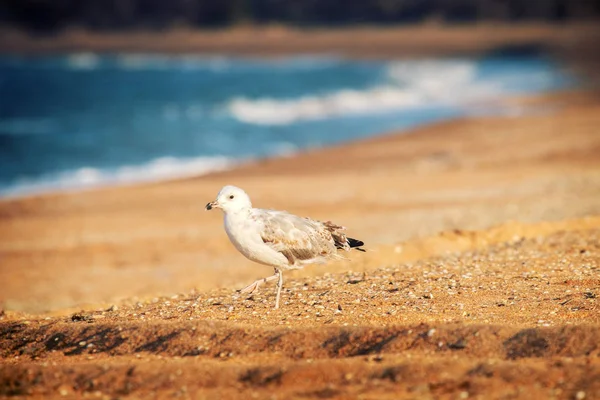 Seagull je na přímořském symbolu moře. — Stock fotografie