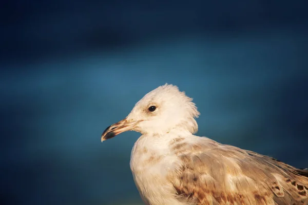 La mouette est au bord de la mer - symbole de la mer . — Photo