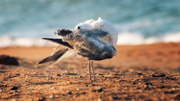 黑海白头海鸥（Larus cachinnans pontisus） — 图库照片
