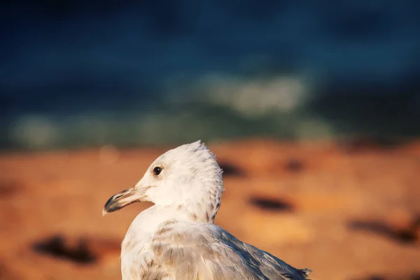 La mouette est au bord de la mer - symbole de la mer . — Photo