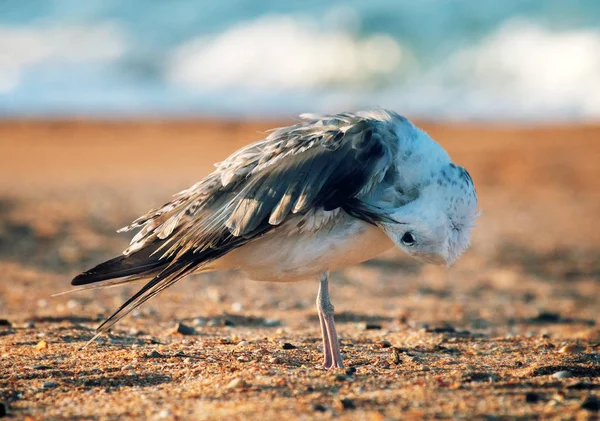 Mewa białogłowa (Larus cachinnans pontisus) na Morzu Czarnym — Zdjęcie stockowe