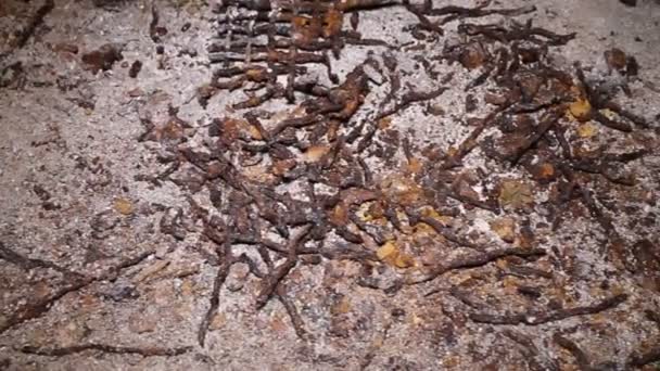 Zardzewiałe pozostałości metalowych gwoździ, zszywki i kraty w lochach — Wideo stockowe