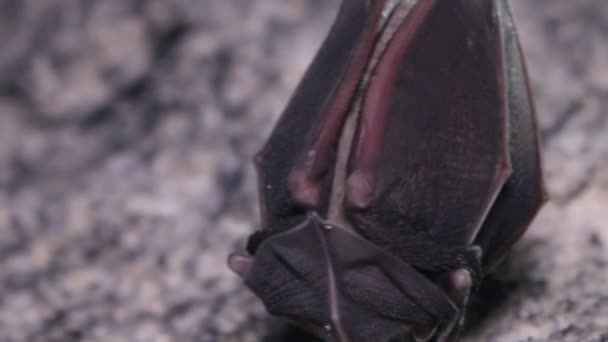 Bat i katakomberna — Stockvideo